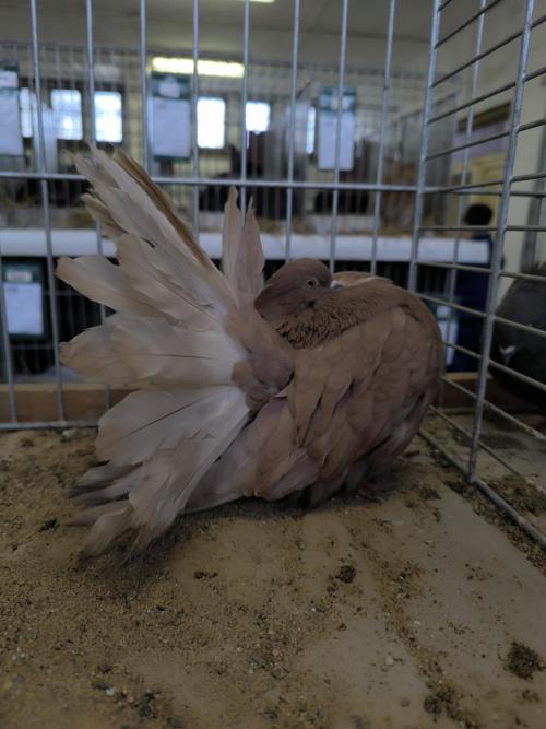 Výstava drobného zvířectva