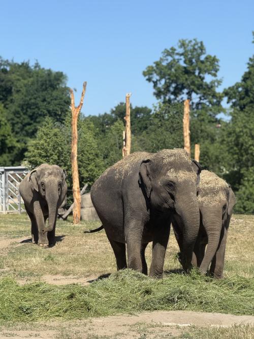 Výlet do Zoo
